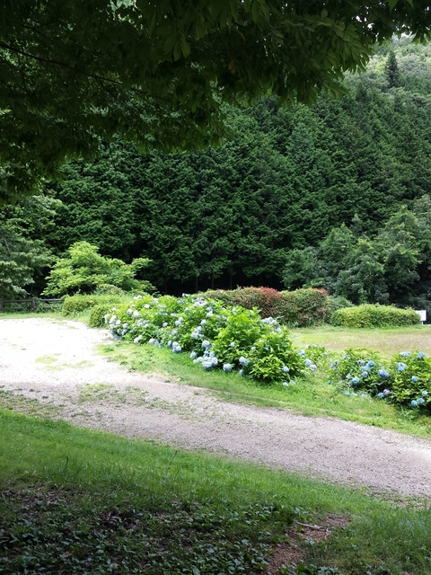 IMG_20160709_131516.jpg