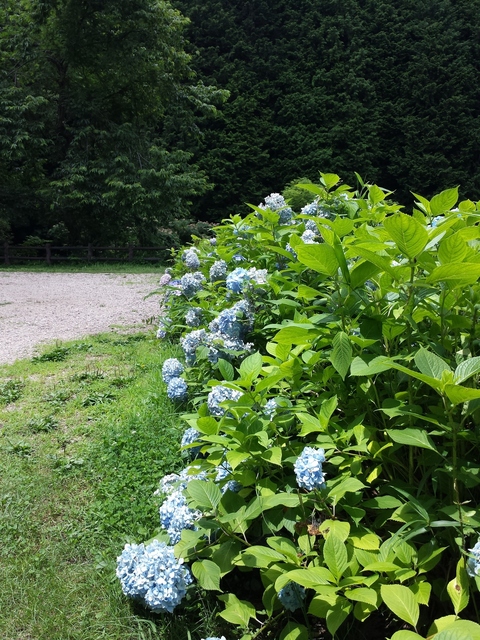 IMG_20160709_131729.jpg